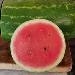 watermelon