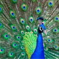 melhani @melhani profile image