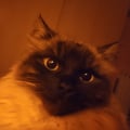 kemen @kemen profile image