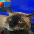 kyaakov @kyaakov profile image