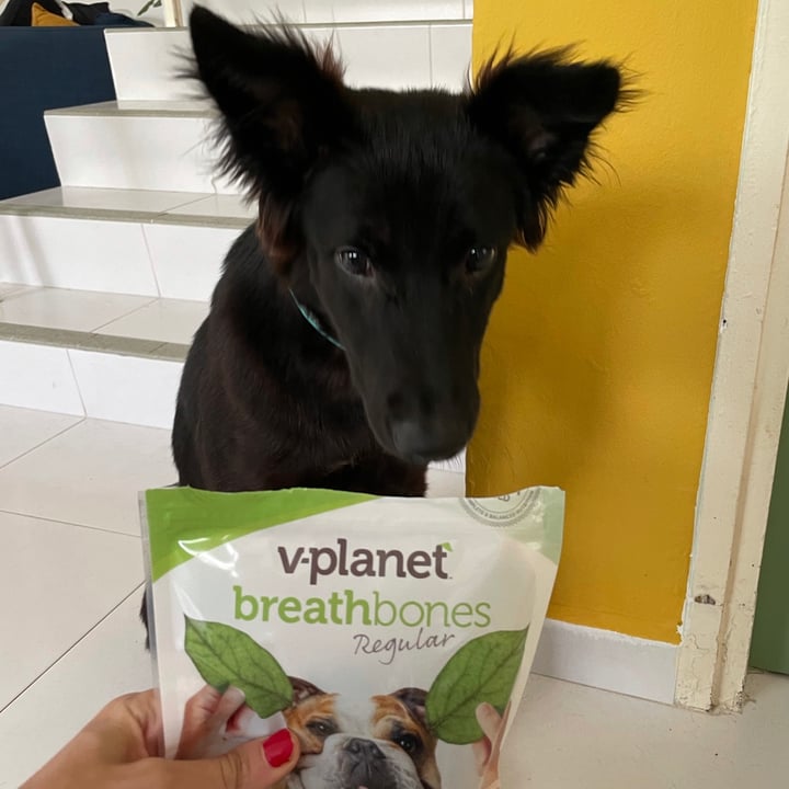 photo of v-dog v-dog regular breathbones shared by @lindajazzyjourney on  06 Apr 2021 - review