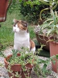 miaolinz @miaolinz profile image