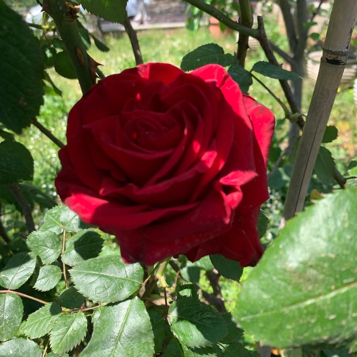 review photo shared by @blacklion on 10 May 2022 - post