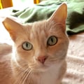 socalkitties @socalkitties profile image
