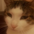elebol @elebol profile image