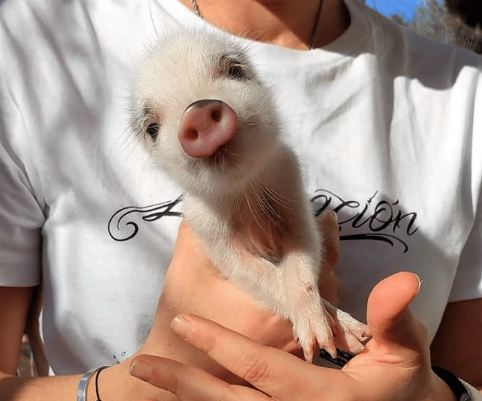 baby pig