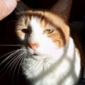 celesteveg @celesteveg profile image