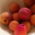 vegmaddy @vegmaddy profile image