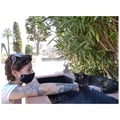 saramazzetti @saramazzetti profile image