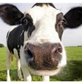 perlemammemucche @perlemammemucche profile image