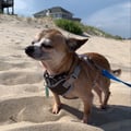 veganhooch @veganhooch profile image