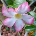 verdemayra @verdemayra profile image