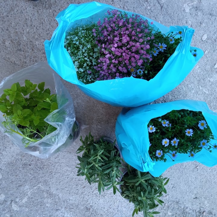 review photo of MERCADILLO DE COIA ESPAÑA Flores Y Plantas Aromáticas shared by @maryt on 09 Jun 2021 - review