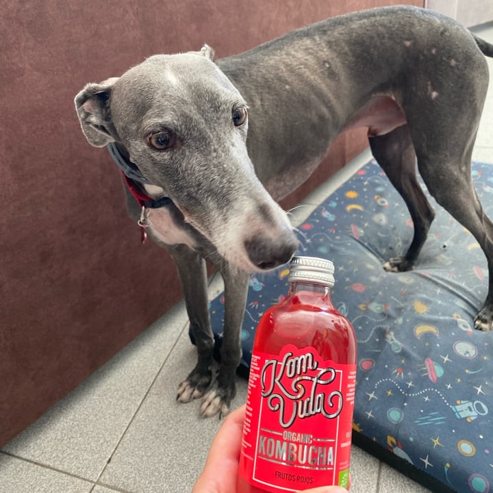 review photo of KomVida Kombucha Kombucha Frutos Rojos shared by @nataliamartinez on 30 Sep 2022 - review