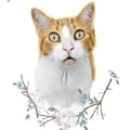 laurimichu @laurimichu profile image