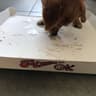 Pizza Ok 2