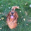 @animalslover96 profile image