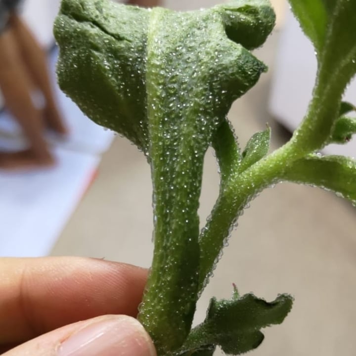 review photo of FLS Ice Veggje shared by @evetyf on 31 Mar 2021 - review