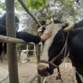 veganaenlima @veganaenlima profile image