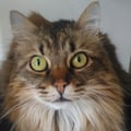 trolleygirl @trolleygirl profile image