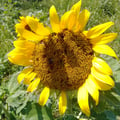 alevale @alevale profile image