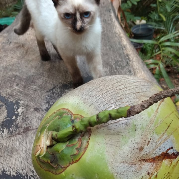 review photo of Coco Coco shared by @yamamoto on 17 May 2022 - review