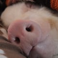 gigiavegan @gigiavegan profile image