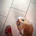 gegi3cat @gegi3cat profile image