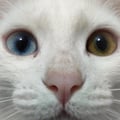 -mela- @-mela- profile image