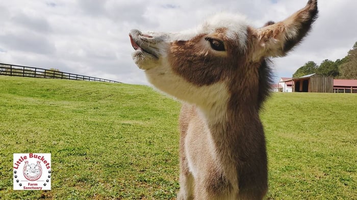 donkey laughing