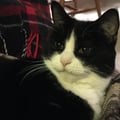 veganpianist @veganpianist profile image