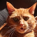 @lusheetatoel profile image