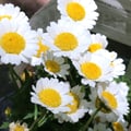 catagordon @catagordon profile image