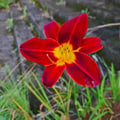 susanatupi @susanatupi profile image