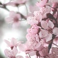 clauschc @clauschc profile image