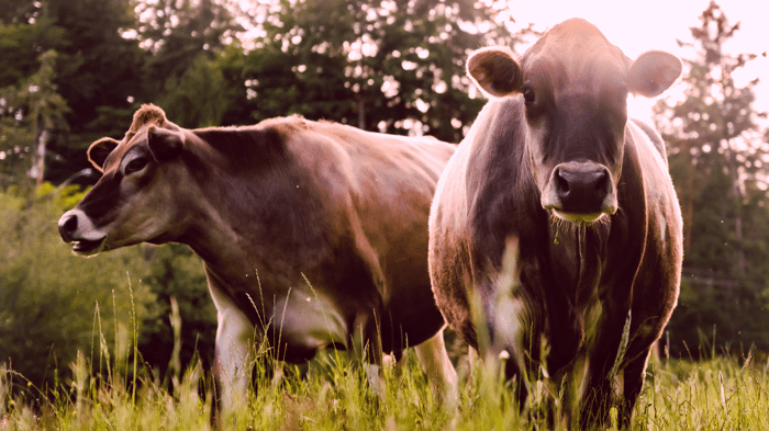 Rescued cows at RASTA Sanctuary in Canada