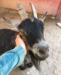 sigmacorvus @sigmacorvus profile image