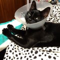 catproblems @catproblems profile image