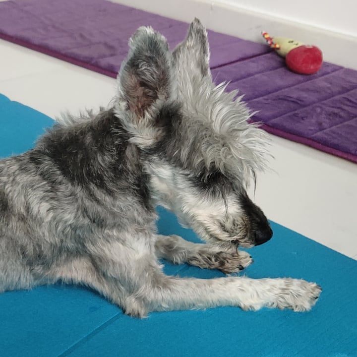 Zen vegetarian dog clearance food