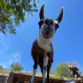 fraskavegan @fraskavegan profile image