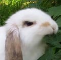 vegandoesitsuck @vegandoesitsuck profile image