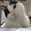 fepe @fepe profile image