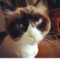 gaiacat07 @gaiacat07 profile image