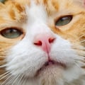 dejanster @dejanster profile image