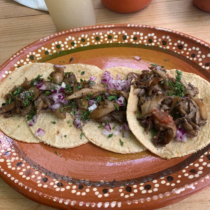 photo of Quilitl Carnitas De Setas shared by @bsmv on  04 Sep 2021 - review
