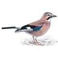 blue-jay @blue-jay profile image