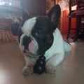 adospgnuolo @adospgnuolo profile image