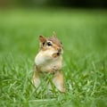 @pogobroetchen profile image
