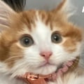 mamaoyen @mamaoyen profile image