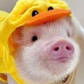 @danynizinhaveg profile image